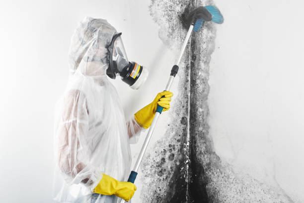 Best Mold Damage Restoration  in Marshallville, GA